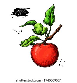 Apple vector drawing. Hand drawn tree branch with fruit and leaves. Summer food illustration. Detailed vegetarian sketch. Great for juice or cider packaging design, label, poster, print.