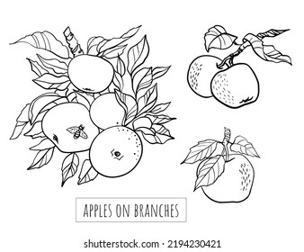 Apple vector drawing. Hand drawn tree branch with fruit and leaves. Summer food engraved style illustration. Great for juice or cider packaging design, label, poster, print