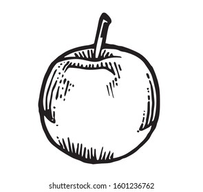 Apple. Vector. Drawn with marker. Sketch. A quick drawing of an apple on paper. A simple rough sketch in one line. Monochrome isolated object on a white background.