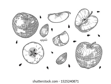 apple vector fruit autumn apple pie