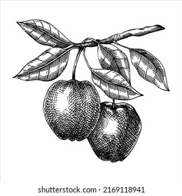 Apple Vector Illustration. Hand-drawn Food Drawing. Fruit Trees Sketch. Garden Plant For Recipe, Menu, Label, Packaging, Vintage Apple Tree Branch With Two Ripe Fruit In A Sketched Style