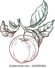 Apple. Vector illustration. Ink job.