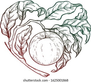 Apple. Vector illustration. Ink job.