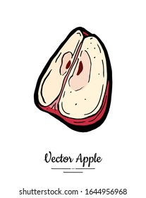 Vector de Apple aislado. Ilustración dibujada a mano con frutas rojas. Logo de comida vegetariana, icono. Cortar manzana en cuarto. Dibujo de fruta ecológica dulce. Fondo blanco aislado de manzana natural