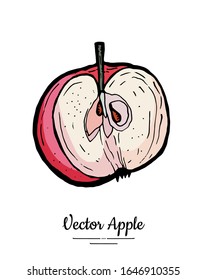 Apple vector isolated. Red fruit hand drawn illustration. Trendy food vegetarian menu fruit logo, icon. Half cut apple. Sweet organic fruit illustration. Vector natural apple isolated white background