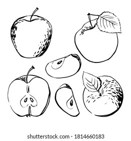 Apple. Vector light fruit line watercolor on white background.