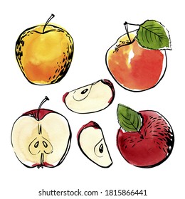 Apple. Vector Light Fruit Line Watercolor On White Background.