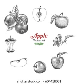 Apple vector set hand drawing