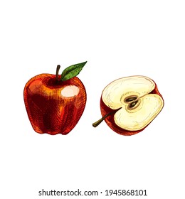 Apple whole and half with leaf. Vector vintage hatching color illustration. Isolated on white background. Hand drawn design