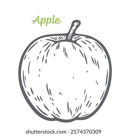 Apple whole one big round fruit organic food vegetarian snack engraving hand drawn illustration black white isolated vintage line art poster label web graphic style sketch silhouette