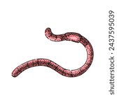 apple worm hand drawn. soil simple, vector earth, pink compost apple worm vector sketch. isolated color illustration