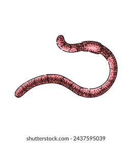 apple worm hand drawn. soil simple, vector earth, pink compost apple worm vector sketch. isolated color illustration