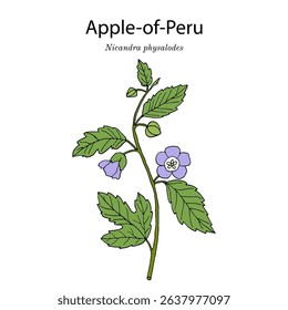 Apple-of-Peru, or shoo-fly plant (Nicandra physalodes), medicinal and edible plant. Hand drawn botanical vector illustration