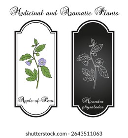 Apple-of-Peru, or shoo-fly plant (Nicandra physalodes), medicinal and edible plant. Hand drawn botanical vector illustration