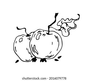 Äpfel, Apfelsamen und Blätter. Vektorgrafik auf weißem Hintergrund. 