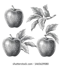 Apples and apple trees branch composition set. Hand drawn engraving style illustrations.