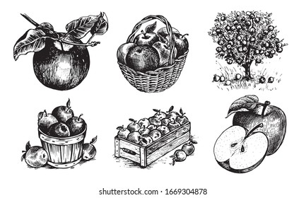 Apples in a basket, apples in a box, Apple on a twig , half an Apple, an Apple with a leaf, Appletree. Vector graphics for labels, menus or packaging design.