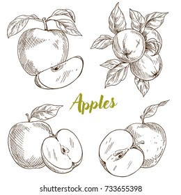 Apples, branch and leaves, hand drawn sketch vector illustration