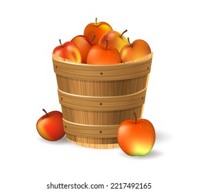 Apples bucket. Apple wooden basket garden autumn harvest, healthy orchard fruits in wood pail isolated on white background, rustic box plant vector illustration