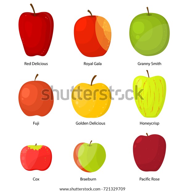 Apples Different Varieties Description Fruit Set Stock Vector (Royalty ...