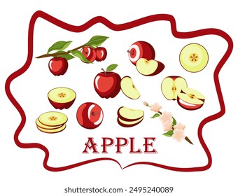 apples. A drawn vector illustration, a set of various juicy ripe red apples in whole, halves and pieces of different types. isolated on a white background