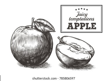 Apples engraving vector illustration on white background. Shadow on a separate layer. Multilayered