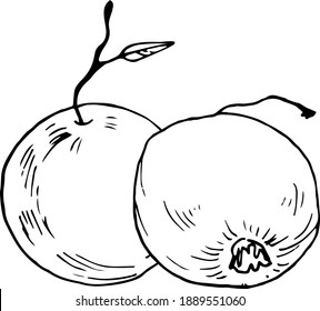 Apples for farm market menu, posters, cookbook, recipes, menu. Hand drawn vector illustration on a white background.