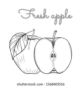 Apples fruit set. Whole apple, slice cut pieces, plant leaves. Hand-drawn graphics. Vector illustration isolated on white background. Coloring page book. Sketch image. Engraving style. Outline drawing