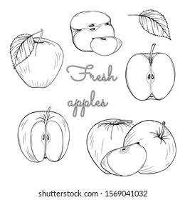 Apples fruit set. Whole apple, slice cut pieces, plant leaves. Hand-drawn graphics. Vector illustration isolated on white background. Coloring page book. Sketch image. Engraving style. Outline drawing