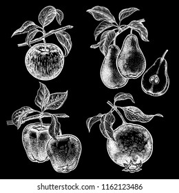 Apples, garnet and pears. Realistic vector illustration fruits. Hand drawing. Fruit, leaf, branch isolated white chalk on black board. Decoration for products for health and beauty. Vintage.