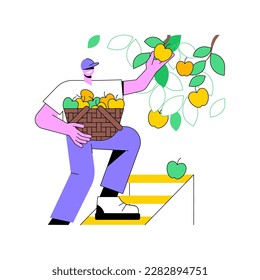 Apples growing isolated cartoon vector illustrations. Experienced farmer picks apples from the tree, agribusiness idea, processing-manufacturing sector, harvesting process vector cartoon.