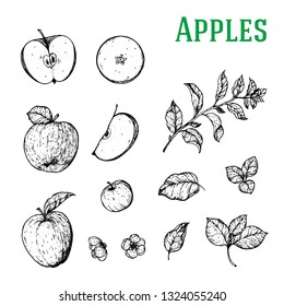 Apples hand drawn sketch. Food sketch. Vintage vector illustration. Apple fruits, flowers and branches collection.