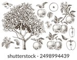 Apples hand drawn vector set