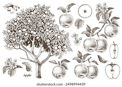 Apples hand drawn vector set