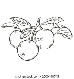Apples, hand sketch, vector illustration. Fruits on a branch with leaves. Engraving, vintage picture.