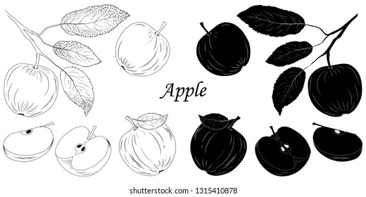 Apples isolated silhouette and sketch on white background. Designer element set for paper, interiors, t-shirts, logos and more.