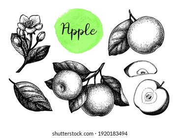 Manzanas, hojas y flores. Esbozo de tinta aislado en fondo blanco. Ilustración vectorial dibujada a mano. Estilo retro.