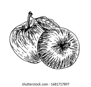 Apples with leaf in line art style.