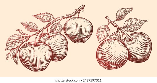 Apples with leaves hang on branch. Fruit sketch vector illustration. Vintage style engraving