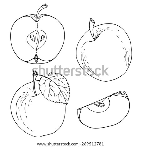 Apples line drawn on a white background. Vector outline fruit