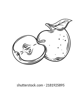 Apples line icon vector illustration. Hand drawn delicious whole fruit with leaf on stem, cut in half with peel and seeds for eating, outline sketch of organic vitamin appetizer for vegetarian diet