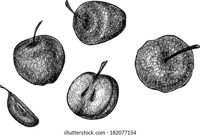 apples, lots of apples, apple vector, half an apple, ink apples, apples graphics, fruit, vegetarian, apples useful, beautiful apples, cider, apple cider