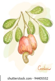 Apples With Nuts Cashew. Watercolor Style. Vector Illustration.