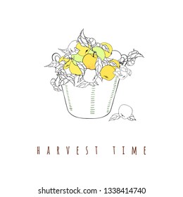 Apples on a branch in a basket. Linear vector graphics with fruits and leaves. Illustration of the harvesting. Autumn or summer print.