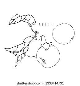 Apples on the branch. Black and white drawing with fruits and leaves. Linear vector graphics.