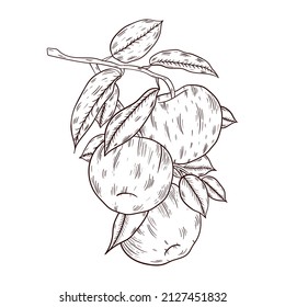 Apples on a branch hand drawn, freehand line art, vector illustration, isolated on white background.
