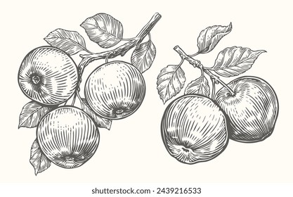 Apples on branch with leaves. Fruits harvesting sketch. Hand drawn vector illustration vintage drawing