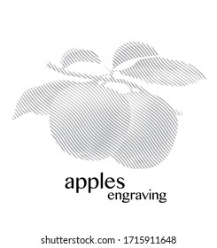 Manzanas en la rama con hojas, ilustración de grabado vectorial.