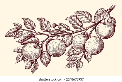 Apples on a branch in sketch style. Fresh ripe fruit, farm organic food. Sketch vintage vector illustration