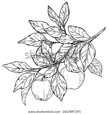 Apples on a tree branch and foliage, black and white sketch. Vector illustration. Ripe fruit from the orchard, isolated on a white background. Gardening, Autumn harvest, and Thanksgiving Day themes